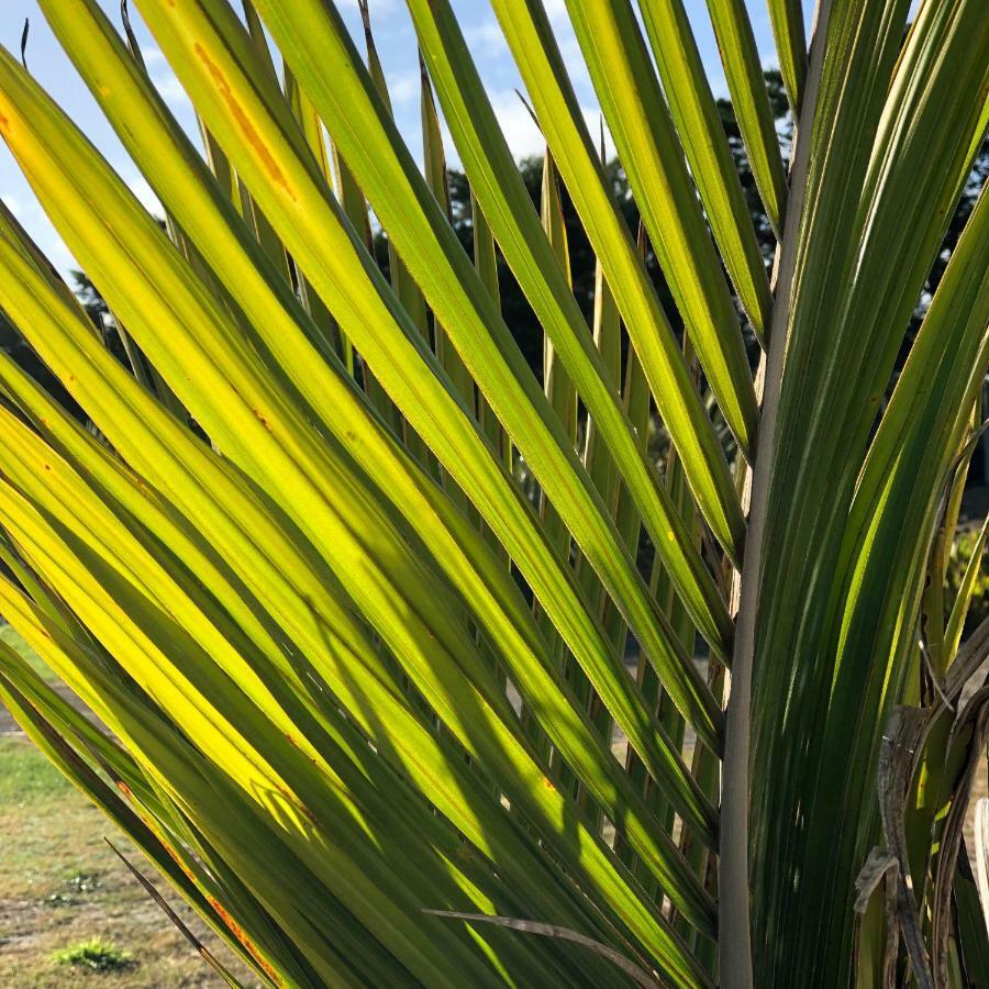 Nikau'S On Palmer Foxton Beach ภายนอก รูปภาพ